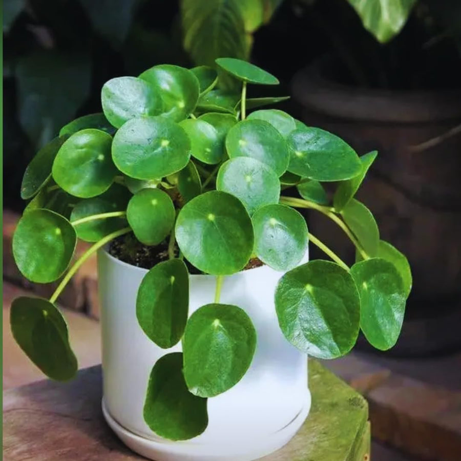 Peperomia Pilea Plants Live, 2 Plants, Live Money Tree Plants, Peperomia Pilea Live Plant, No Pot