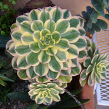 Aeonium Plant Live, Rarre Aeonium Succulents Indoor Houseplant in 4'' Pot, Succulents for Home Office Decoration (Stripe)