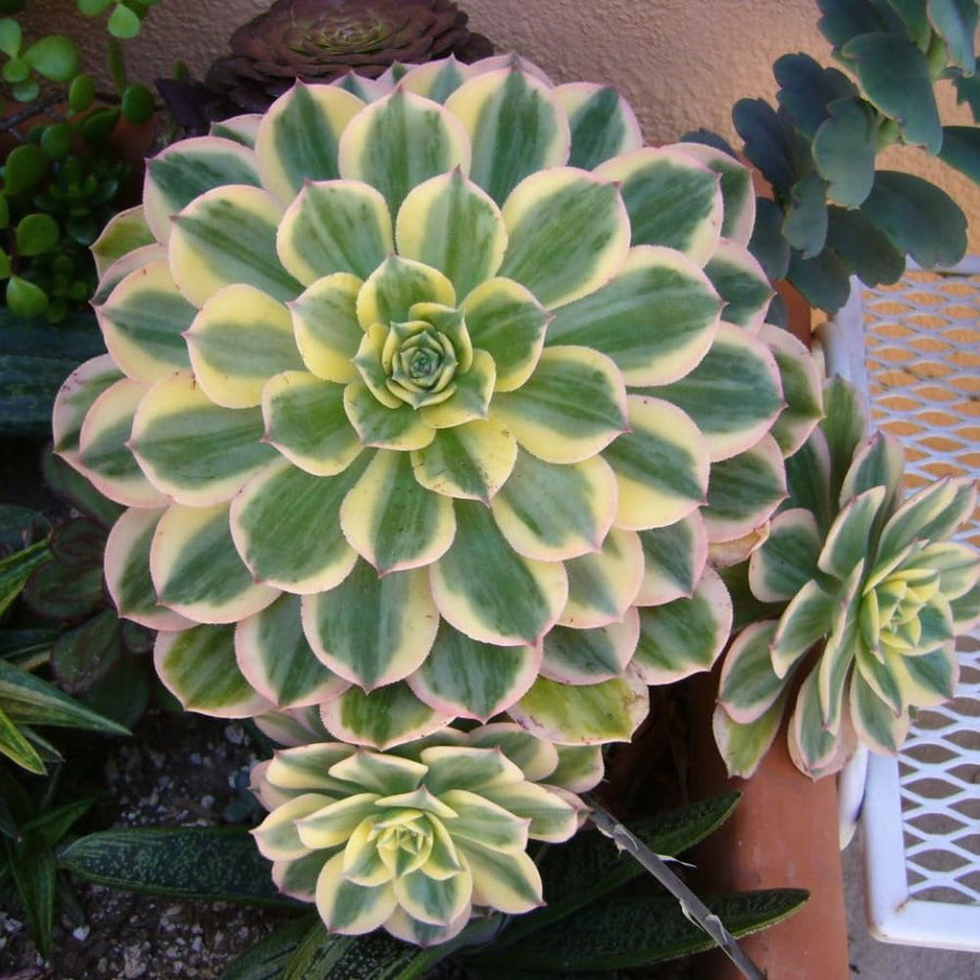 Aeonium Plant Live, Rarre Aeonium Succulents Indoor Houseplant in 4'' Pot, Succulents for Home Office Decoration (Stripe)