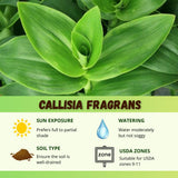 Callisia Fragrans Basket Plant Live, Long Green Leaves for Indoor Outdoor Gardening, Succulents Plant for Zones 9 to 11