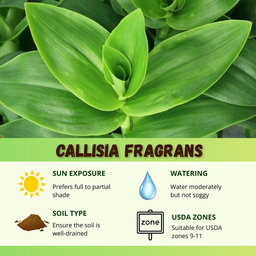 Callisia Fragrans Basket Plant Live, Long Green Leaves for Indoor Outdoor Gardening, Succulents Plant for Zones 9 to 11
