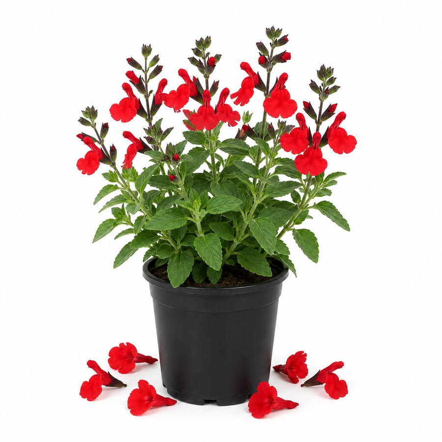 Red Salvia Live Plant in 4 Inch Pot, Bright Red Blooming Salvia Perennial Flower for Outdoor Garden and Containers