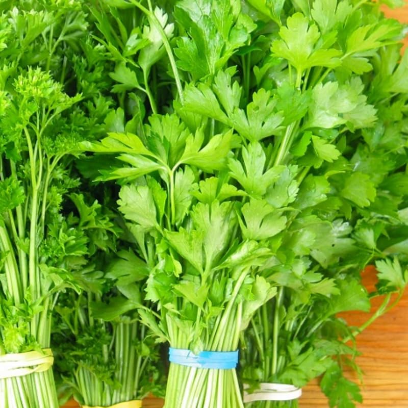 Parsley Plant Live in Pot, Live Parsley Plant, 4 Inches Tall, Herb Plant Outside