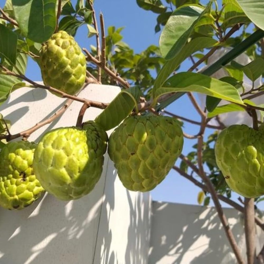 6 Months Old Sugar Apple Plant Live, 6-8" in Tall Potted, Sweet Annona Squamosa Tropical Fruit Tree for Indoor or Outdoor Growing, Zones 9-11
