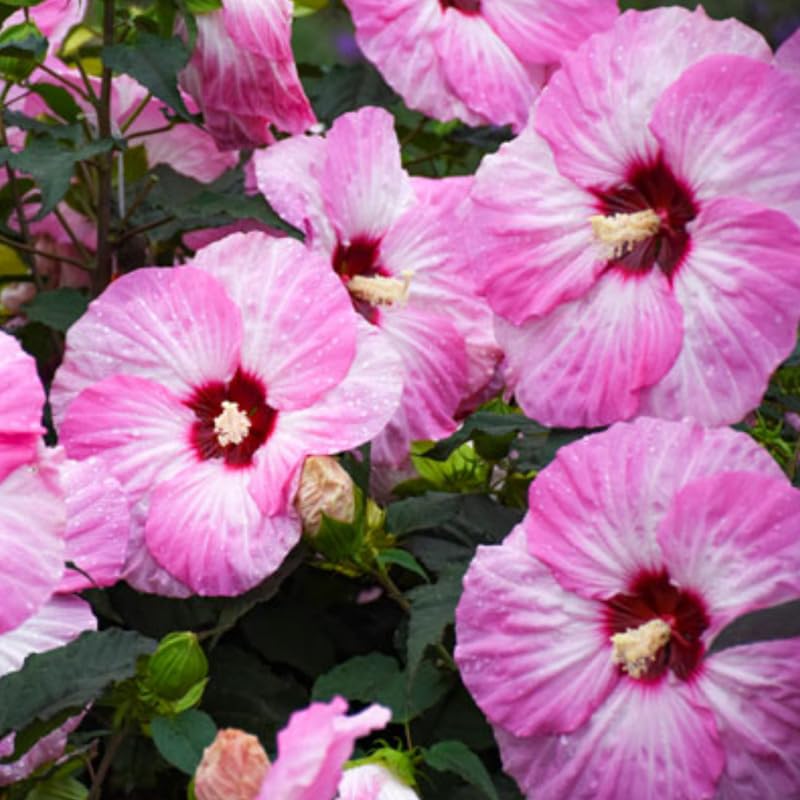 Pink Hibiscus Plant Live, Hardy Hibiscus Flowers for Outdoor Landscapes, 5-9 Inch Height, Ornamental Hibiscus Bush Shrub, Well-Rooted, No Pot