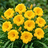 Pack 10 Daylily Bulbs for Planting Spring, Fast Blooming Hardy Perennial Lily Bare Roots for Outdoor Growing (Yellow Day Lily)