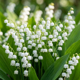 Set 5 Lily of the Valley Bulbs, Lily of the Valley Roots, Fragrant White Spring Flowers for Indoor Outdoor Growing