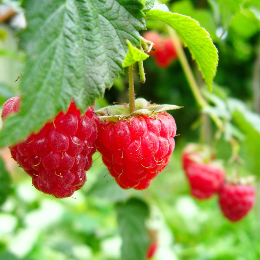 Red Raspberry Plant Live, Sweet Raspberry Bush Shrub to Grow, 6-8'' Tall in 4 Inches Pot, Raspberries Seedling for Outdoor Growing