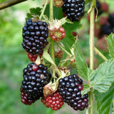 Live Blackberries Plant, 3 Ft Tall Black Berry Bush for Planting, Well Rooted Fruit Plant in Pot