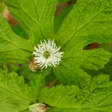 10 Goldenseal Roots for Planting, Pack of 10 Golden Seal Live Roots Herb Perennial Plant for Outdoor Shade Garden Growing Spring