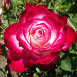 Rose Bush Live Plant - Rose Plant Live Shrub - Bareroot with Soil 5-10 Inch Tall - Fragrant Rose Flowers Heirloom Rose Shrub - No Pot (Cherry Rose)