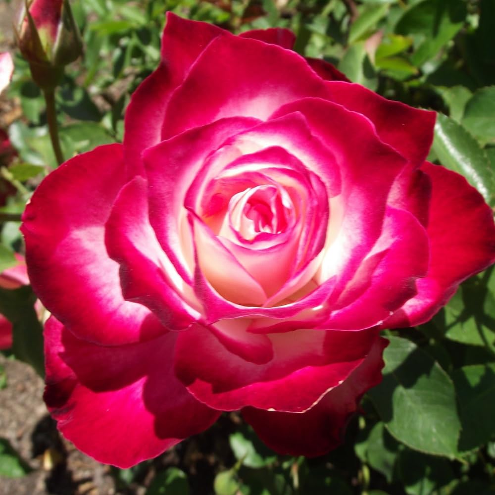 Rose Bush Live Plant - Rose Plant Live Shrub - Bareroot with Soil 5-10 Inch Tall - Fragrant Rose Flowers Heirloom Rose Shrub - No Pot (Cherry Rose)