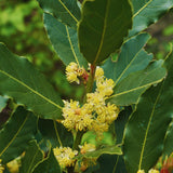 Sweet Bay Leaf Plant, Bay Laurel Tree Live Plant, Laurus Nobilis, Container Garden Herb Plant, 8 to 10 Inc