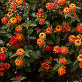 2 Lantana Plants Live, Perennial Live Flowering Lantana, Container Growing 4-9 Inch Tall - Red