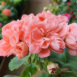 4 Salmon Geranium Plants Live, 5 to 6 Inches Tall, Geranium Flower Plants Indoor Outdoor, Geranium Plant