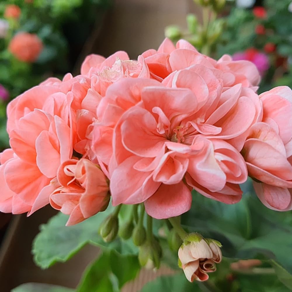 4 Salmon Geranium Plants Live, 5 to 6 Inches Tall, Geranium Flower Plants Indoor Outdoor, Geranium Plant