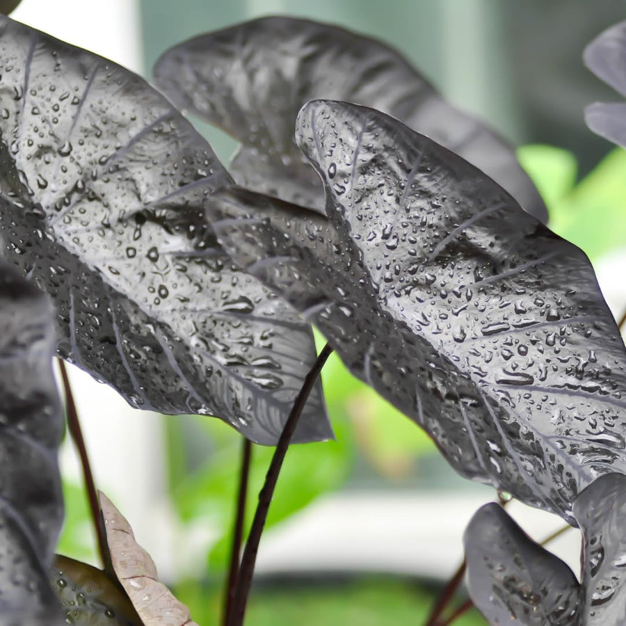 Combo 4 Mixed Colocasia Plants Live, Elephant Ear Caladium Esculenta Colocasia Plants, Pink, Red, Black Stems or Leaf, 4 to 8 Inc Tall