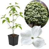 White Kousa Dogwood Tree Live Plant 1 Year Old in Quart Pot, 6-12" in Tall, Dormant in Winter, Spring Blooms