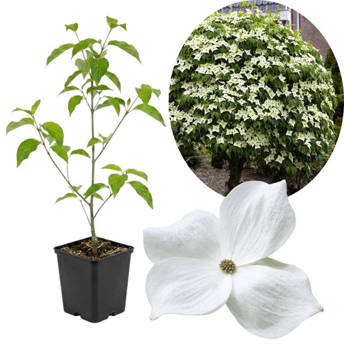 White Kousa Dogwood Tree Live Plant 1 Year Old in Quart Pot, 6-12" in Tall, Dormant in Winter, Spring Blooms