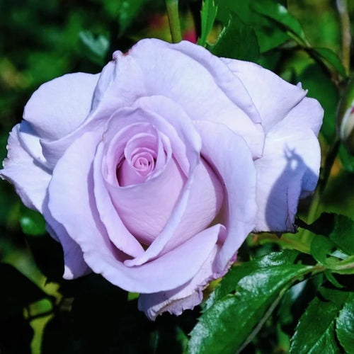 Rose Bush Live Plant, Fragrant Rose Plant Live for Planting, 5-10 Inch Tall, Ornamental Rose Flowers, No Pot (Light Purple Rose)