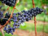 Blue Purple Grape Vine Plant, Bareroot 1-2 Years Olds, Grape Plant Live for Planting, Grape Fruits Tree Live Plant