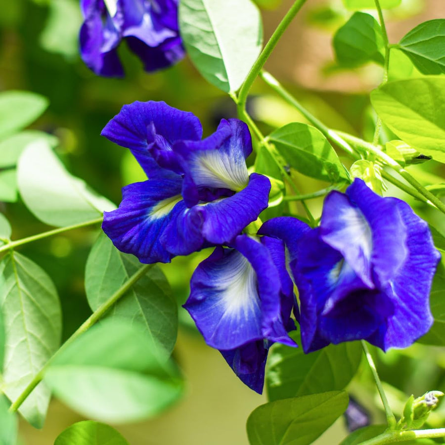 Pack 50 Butterfly Pea Seeds, Blue Butterfly Pea Flower Seeds, Ready to Grow