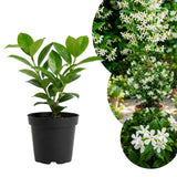 Star Jasmine Plant Live, 3-5 Inc Tall, Star Jasmine Live Plant, Fragrant Bloom, Fast Growing Climbing Vine for Trellis, Outdoor Garden
