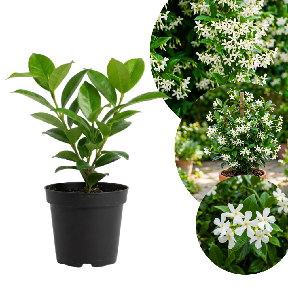 Star Jasmine Plant Live, 3-5 Inc Tall, Star Jasmine Live Plant, Fragrant Bloom, Fast Growing Climbing Vine for Trellis, Outdoor Garden