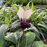 2 White Bat Flower Live Plants, Bat Orchird Tacca Chantrieri Houseplant 4-6 Inches Tall