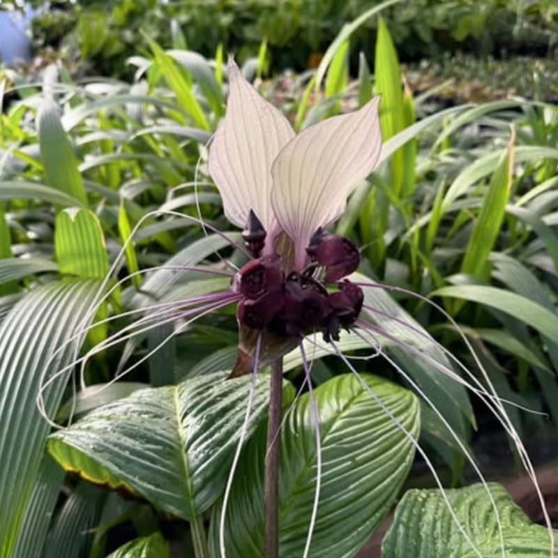 2 White Bat Flower Live Plants, Bat Orchird Tacca Chantrieri Houseplant 4-6 Inches Tall