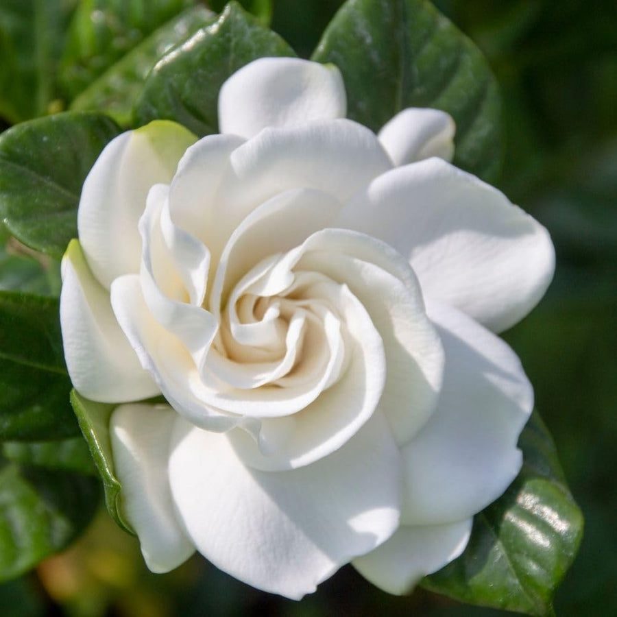 Gardenia Plant Live, 7-9 Inches Tall in 3.5'' Pot, Fragrant White Gardenia Plants Potted, Jasmine Flower for Indoor Outdoor Growing