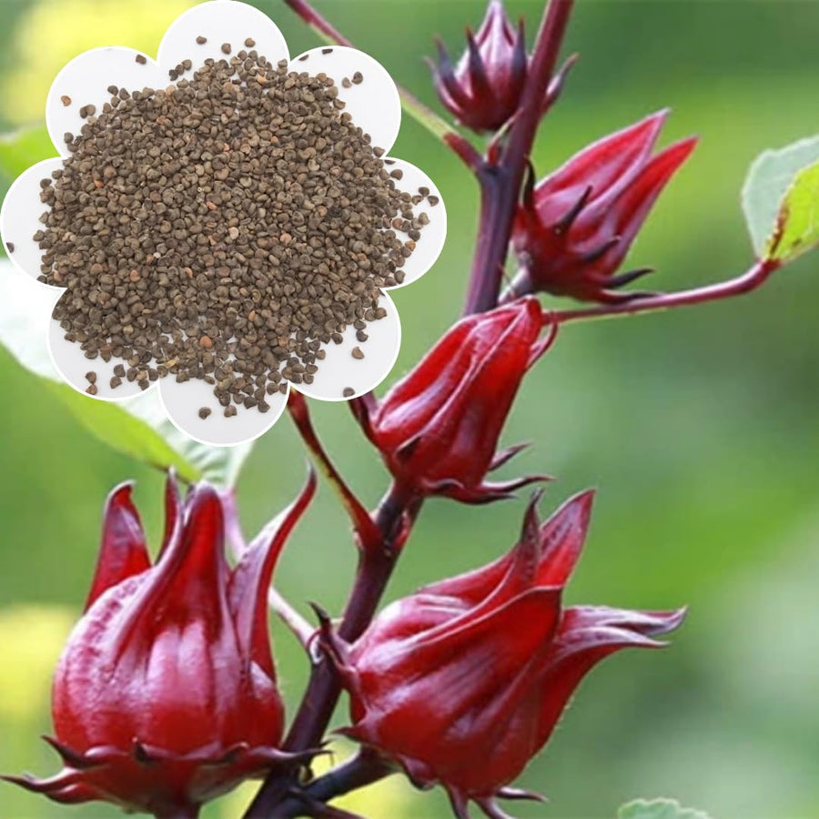 Pack of 50 Roselle Seeds, Hibiscus Sabdariffa Seeds, Herbal Hibiscus Seeds for Outdoor Garden