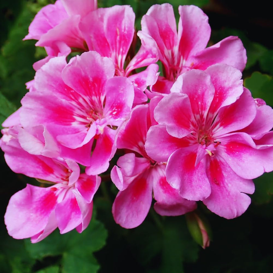 Pink White Geranium Plants Live, 2 Plants, Geranium Flower Plants, Size Plant 4 Inches