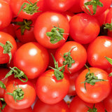 Red Cherry Tomato Live Plant, Tomato Plant Live, Sweet Tomatos Fruit, 8-10 Inches Tall in 4 Inch Pot for Indoor Outdoor Planting