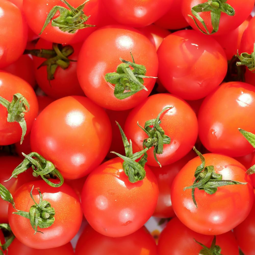 Red Cherry Tomato Live Plant, Tomato Plant Live, Sweet Tomatos Fruit, 8-10 Inches Tall in 4 Inch Pot for Indoor Outdoor Planting