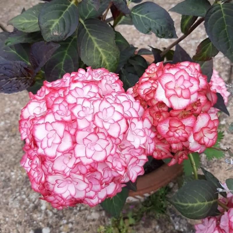 Double White Pink Hydrangea Plant, 5 to 7 Inch Tall Hydrangea Plants Live, Without Pot, Change Color Flowers Hydrangeas Bush Plant Outdoor Shade Garden, Colorful Flowers