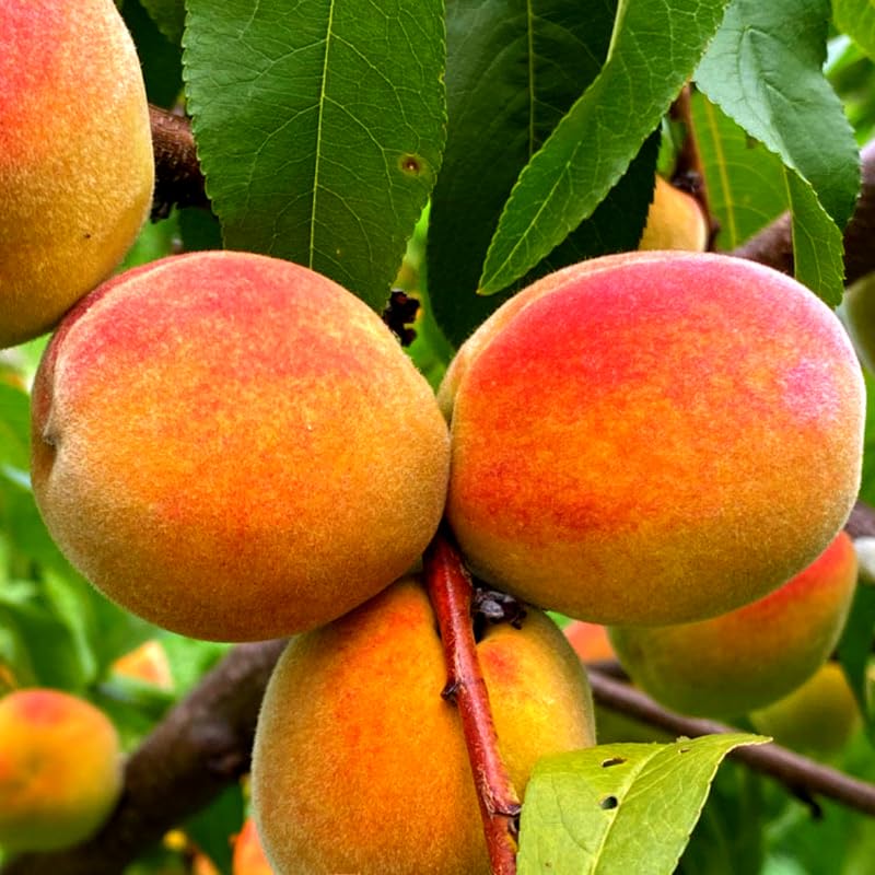 Red Yellow Peach Tree Live Plant, 1 Year Old Seedling, 7 to 14 Inches in Tall, Winter Hardy and Dormant, No CA