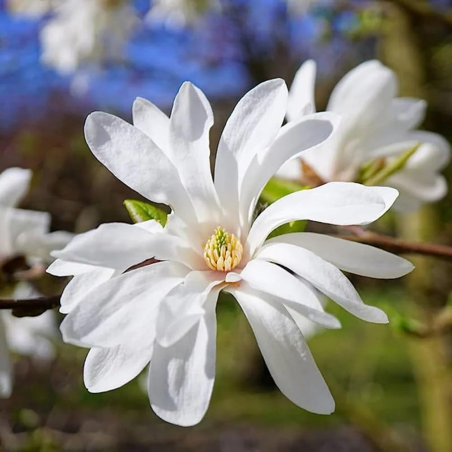 White Magnolia Plant Live, 6-12 Inch Tall, Magnolia Tree in 2.5” Pot, Flowering Ornamental Tree