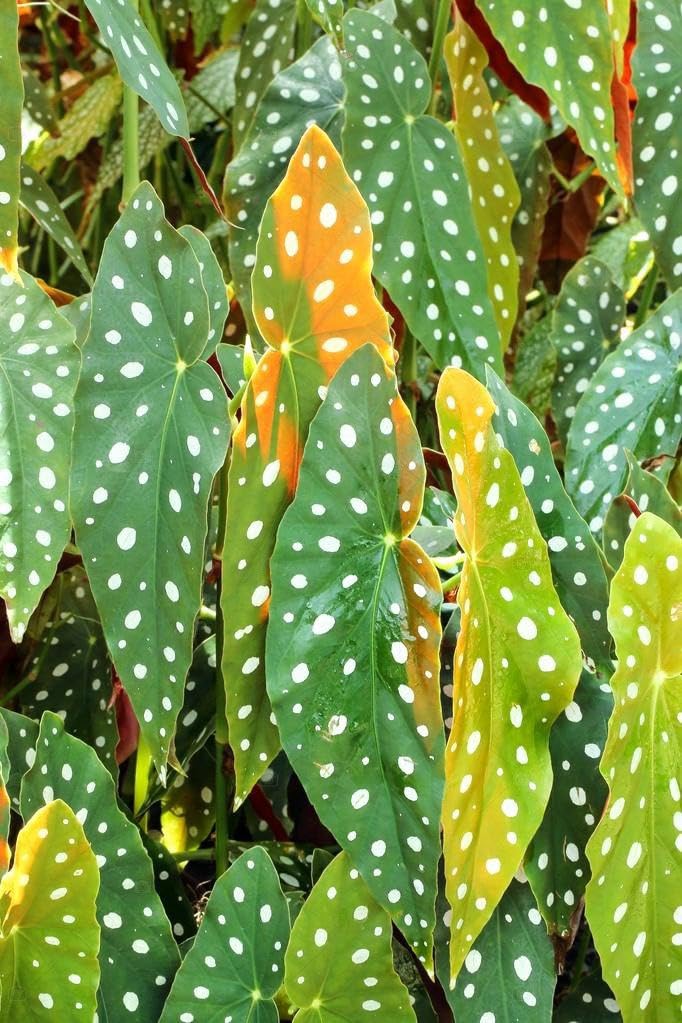 Set 3 Begonias Live Plants, Angel Wing Begonia Maculata Polka Dot, No Pot, Starter 4 to 8 Inc Tall, Indoor Outdoor Houseplant