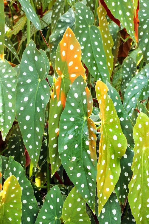 Set 3 Begonias Live Plants, Angel Wing Begonia Maculata Polka Dot, No Pot, Starter 4 to 8 Inc Tall, Indoor Outdoor Houseplant