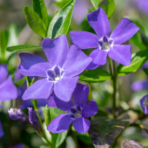 50 Vinca Periwinkle Live Plants - Vinca Minor Ground Cover Plants, 6-8" Well Rooted Plants, Bare Root for Planting Outdoor Garden
