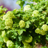 Snowball Viburnum Plant Live in 4'' Potted, Viburnum Live Plant Shrub Gardening, 4 to 5'' Tall, White Flower