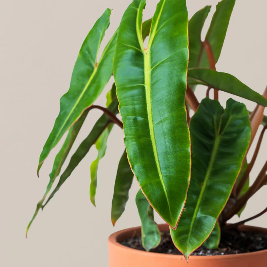 Philodendron Live Plant, Rare Houseplant, 5-8" Tall Tropical Foliage Indoor Plant for Decoration Home Garden (Heart-Shaped Long Leaf Philodendron)