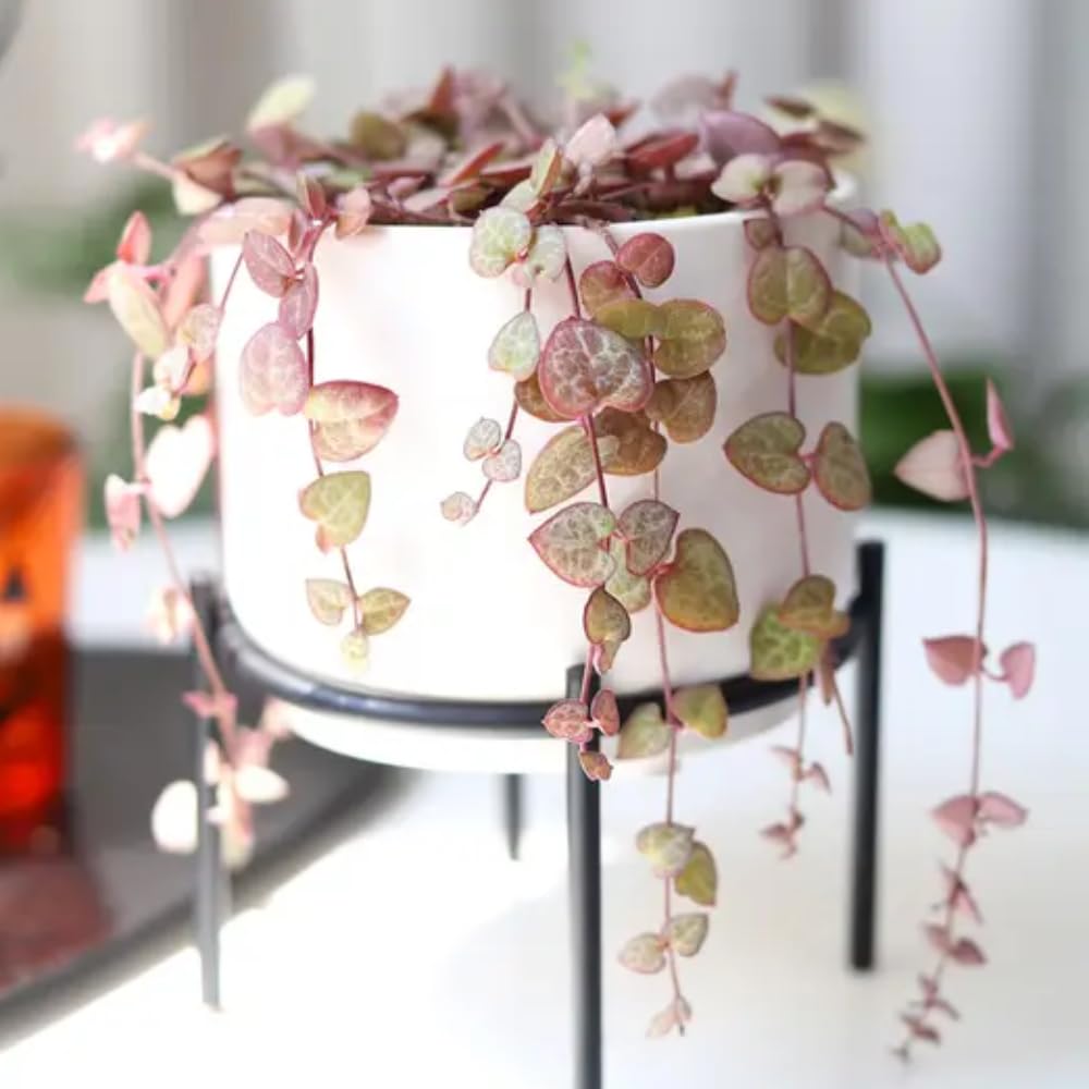 String of Hearts Plant Live, Ceropegia Woodii Variegata, in 4" Pot, Rare Trailing Succulent Vine for Indoor Hanging Pots (Variegated String of Hearts Plant)