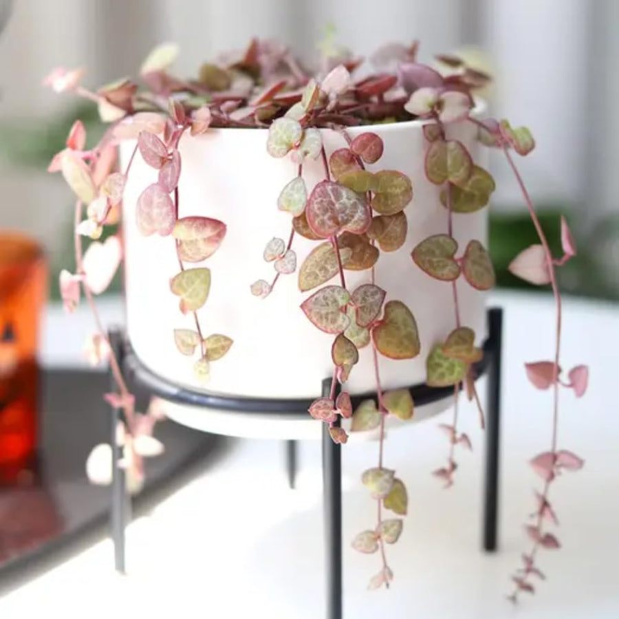 Variegated String of Hearts Plant Live, Ceropegia Woodii Variegata, in 2.5" Pot, Rare Trailing Succulent Vine for Indoor Hanging Pots