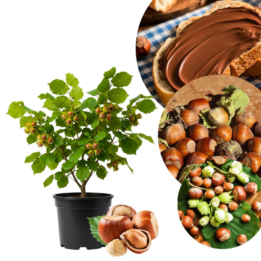 Hazelnut Bare Root Plant, Hazelnut Tree Live Plant, 12-16 Inc Tall, No Leaf, 1-2 Years Old Bare Root, Hardy Nut Tree for Outdoor Garden and Edible Landscape Growing