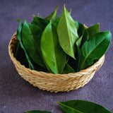 Sweet Bay Leaf Plant, Bay Laurel Tree Live Plant, Laurus Nobilis, Container Garden Herb Plant, 8 to 10 Inc