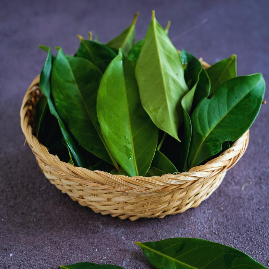 Sweet Bay Leaf Plant, Bay Laurel Tree Live Plant, Laurus Nobilis, Container Garden Herb Plant, 8 to 10 Inc