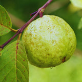 Guava Tree Plant Live, Pink Guava Plant, 6 to 10 Inc Tall, Indoor Outdoor Backyard Fruit Tree