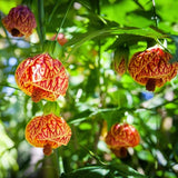 Stripe Orange Abutilon Live Plant, Abutilon Flowering Vine, Trailing Lantern Flower Well Rooted 5-7 Inch Tall